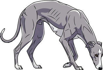 Obraz premium Greyhound dog sniffing ground side profile pose