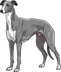 Obraz premium Greyhound dog standing alert looking away focused pose 