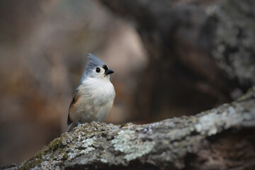 Titmouse in fall