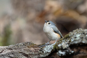 Titmouse in fall
