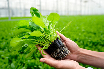 Hands hold a young hydroponic lettuce plant, showcasing its roots. This indoor greenhouse highlights advanced agricultural practices for efficient crop production