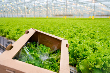 Bright green lettuce is harvested and packed in boxes inside a spacious commercial greenhouse. Advanced hydroponic systems support robust growth of crops year-round