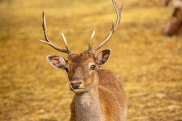 Beautiful sika deer in the autumn forest against the background of colorful foliage of trees. The deer looks to the sides and chews the grass. Fabulous forest autumn landscape with wild animals.