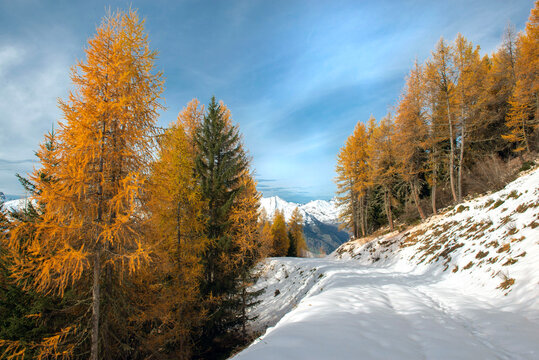 larch forest with golden needles bordering a path covered in snow ski slope winter and mountain peak in the background in tarentaise valley european alps