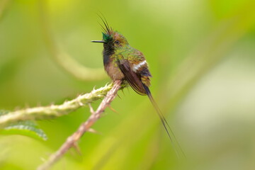 Obraz premium Wire-crested thorntail, Discosura popelairii, Ecuador