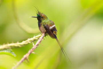 Fototapeta premium Wire-crested thorntail, Discosura popelairii, Ecuador