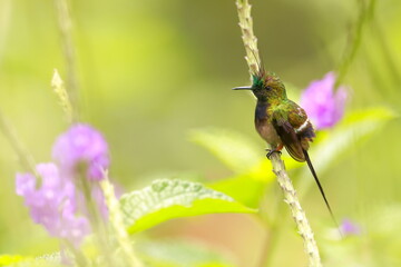 Fototapeta premium Wire-crested thorntail, Discosura popelairii, Ecuador