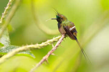 Fototapeta premium Wire-crested thorntail, Discosura popelairii, Ecuador