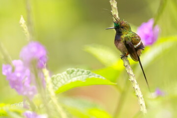 Fototapeta premium Wire-crested thorntail, Discosura popelairii, Ecuador