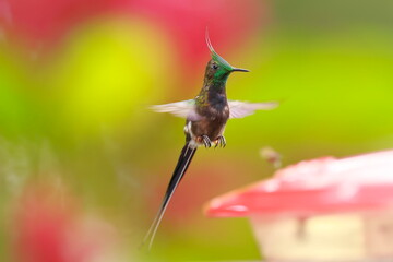 Fototapeta premium Wire-crested thorntail, Discosura popelairii, Ecuador