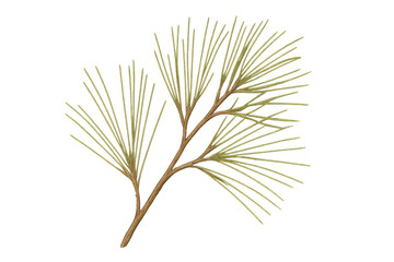 Fototapeta premium Pine tree branch illustration with green needles on transparent background, symbolizing nature and forestry