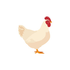 Standing Chicken Illustration on White Background Farm Design