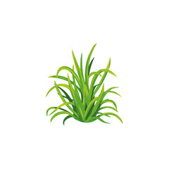 Vibrant Green Grass Clump Isolated on White Background