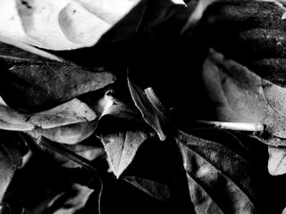 Close-up black and white photograph of several overlapping leaves. 