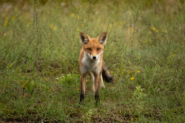 A fox with brown fur watches the surroundings