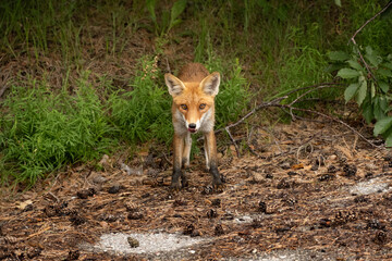 A fox with brown fur watches the surroundings