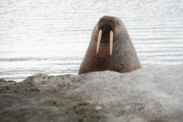Morse, Odobenus rosmarus, Spitzberg, Svalbard, Norvège