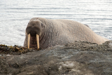 Morse, Odobenus rosmarus, Spitzberg, Svalbard, Norvège