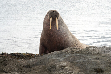 Morse, Odobenus rosmarus, Spitzberg, Svalbard, Norvège