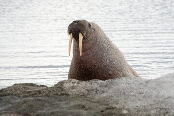 Morse, Odobenus rosmarus, Spitzberg, Svalbard, Norvège