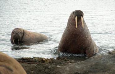 Morse, Odobenus rosmarus, Spitzberg, Svalbard, Norvège
