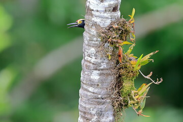 Yellow-tufted woodpecker, Melanerpes cruentatus, Ecuador