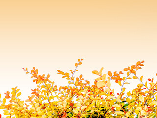 yellow orange red autumn leaves of shrub against light orange gradient background