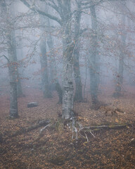 Red Fox Walking Through the Beech Forest in Deep Autumn Fog
