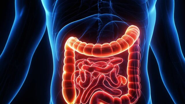 Detailed 3D illustration of the human digestive system highlighting the intestines and organs for educational purposes