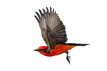 Vermilion Flycatcher (Pyrocephalus rubinus) Photo, in Full Flight Over a Transparent Isolated PNG Background