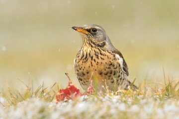 Fieldfare Turdus pilaris carduelis bird songbird wildlife nature predator cock o the north, beautiful animal mountain finch, animal, bird watching ornithology, flower bud fauna wildlife Europe