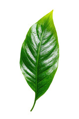 Obraz premium Close-up of a vibrant green leaf with subtle white veining