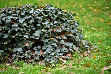 Common ivy Hedera helix is ​​an evergreen climbing plant that covered a tree stump with dark green leaves Flora nature autumn