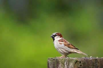 Moineau mâle sur un poteau
