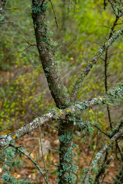 Vachellia karroo, commonly known as the sweet thorn, common acacia, Karoo thorn, Cape gum or cockspur thorn, is a species of Vachellia, in the Mimosa sub-family of the Fabaceae or pea family,