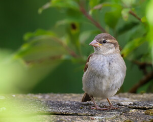 Moineau femelle sur un mur