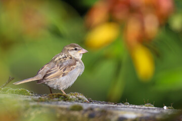 Moineau femelle sur un mur