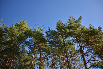 Bottom view of pine tree tops against a clear blue sky coniferous trees needle-like leaves and cones plant nature flora park forest