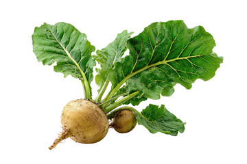 Close-up of a turnip with vibrant green leaves.  Healthy root vegetable, showing two turnip bulbs and large leaves.  Against a plain black background