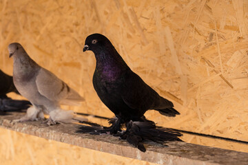 A striking black pigeon with iridescent purple and green neck feathers is perched on a wooden beam inside a warm indoor loft