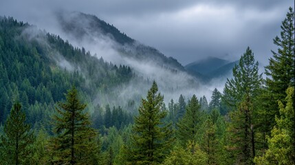 Naklejka premium Clouds hover low over green hills creating a mystical scene. Tall evergreen trees blanket the mountains while fog adds a touch of mystery. Early morning light enhances the beauty of nature.
