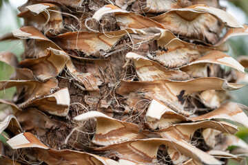 close up of a stem tropical plant macro
