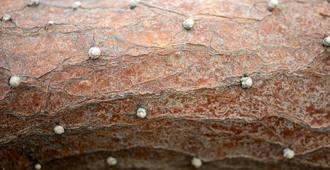 close up of tree branch of tropical plant macro
