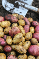 Organic yellow and red potato harvest close up. Freshly harvested potatoes with shovel on soil ground in garden. Harvesting vegetables