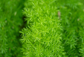 close up of green pine needles