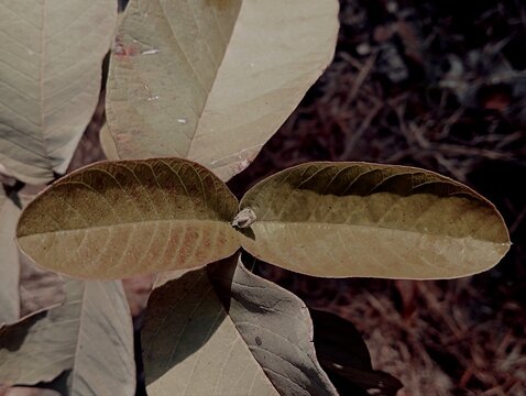 gava leaf