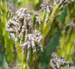 close up of tropical stem root macro