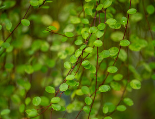green leaves on a branch