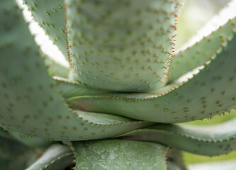 close up of aloe vera