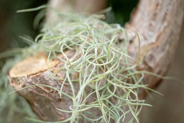 bunch of fresh green wild growth tropical plant macro